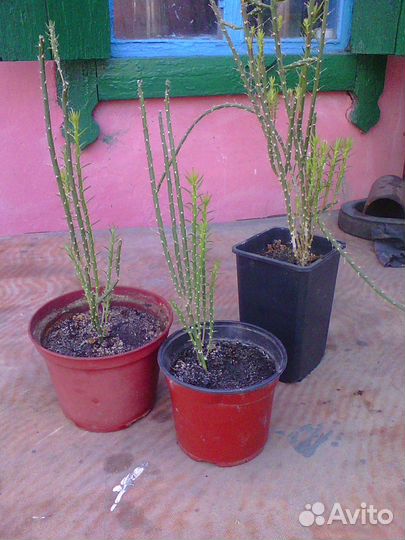 Очень оригинальный кактус