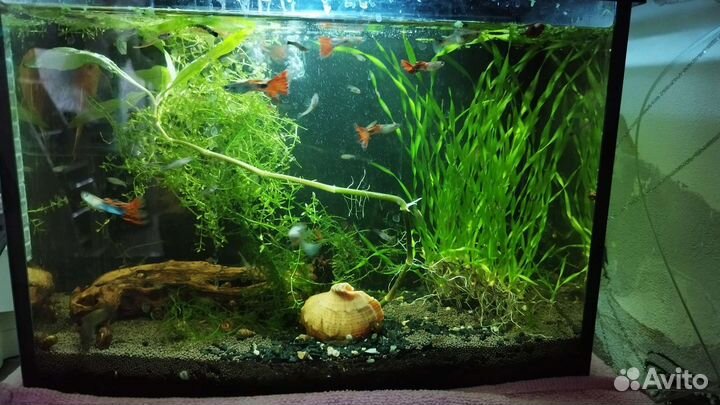 Мальки гуппи