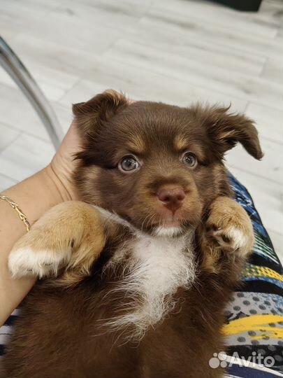 Щенята-девочки