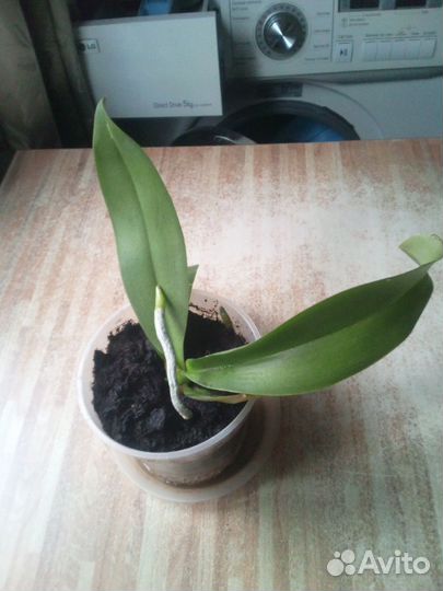 Орхидея фаленопсис