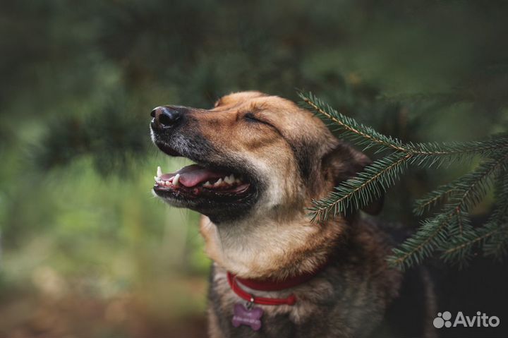 Мира. Собака в добрые руки