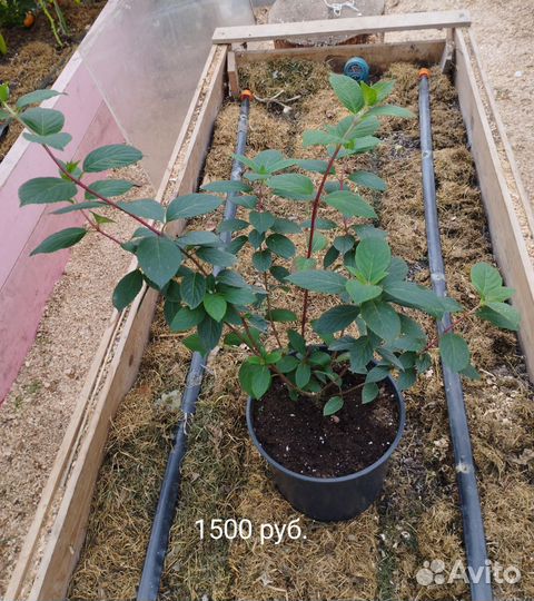 Гортензия метельчатая 