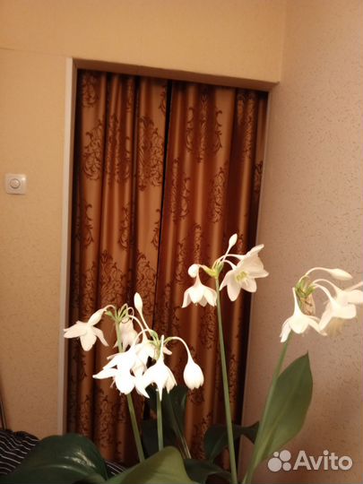 Эухарис амазонская лилия комнатный цветок