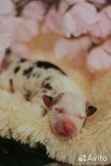 Щенки аусси