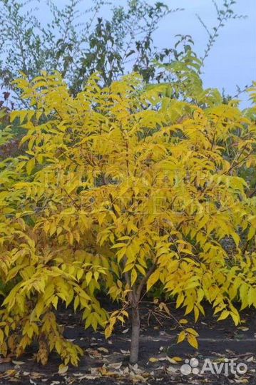 Бархат амурский