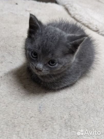 Кошка в дар