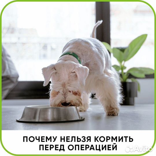 Ветеринарная помощь. Врач с выездом на дом