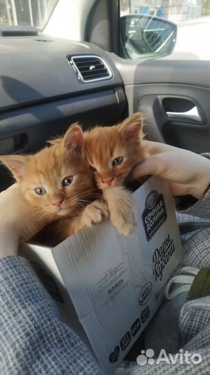 Котёнок мейн-кун
