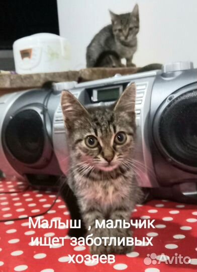 Котята в добрые руки