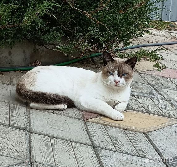 Молодые котики, в добрые руки, кастрированны