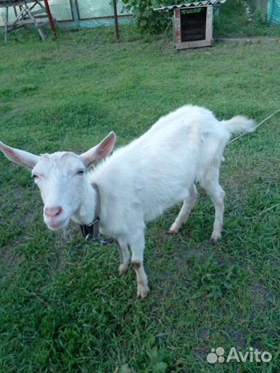 Коза дойная молочная