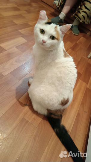 Кошка Белочка