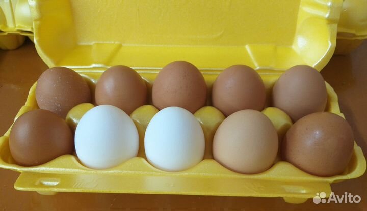 Домашние куриные яйца