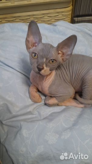 Канадский сфинкс