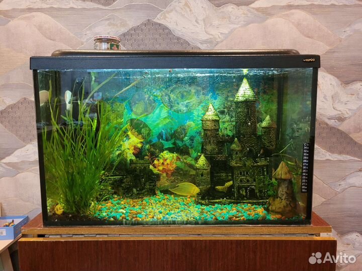 Аквариум с рыбками