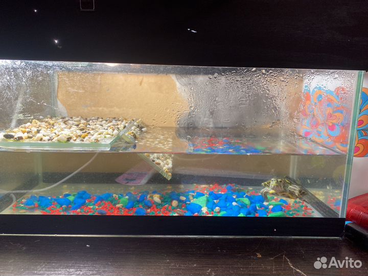 Черепаха с аквариумом