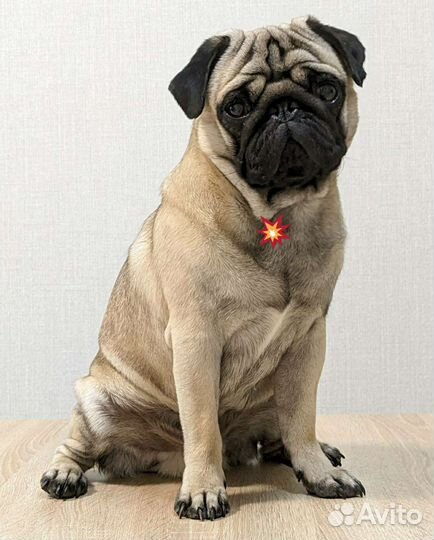 Мопс вязка мальчик