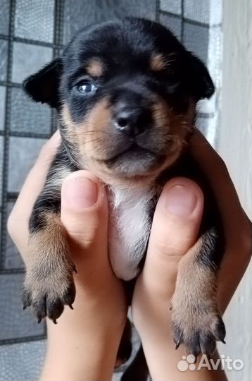 Карликовый пинчер цена 5т.р Бирюсинск