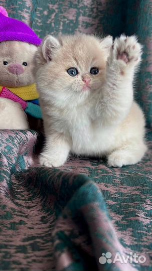 Британска кошка в драгоценном окрасе