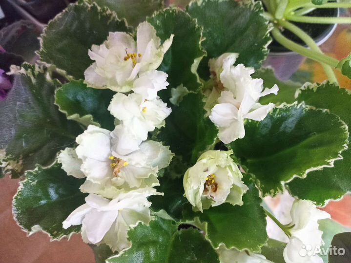 Сортовые фиалки