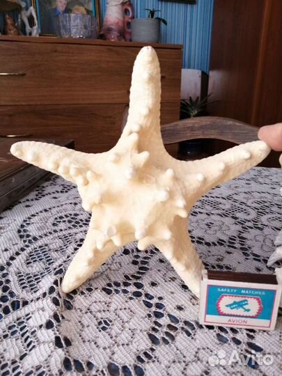 Морские ракушки раковины