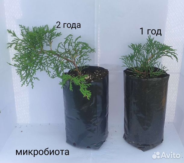 Микробиота