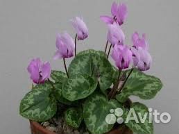 Европейский цикламен (семена) почтой отправляю