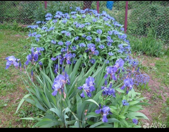 Астра,чеснок, ирисы, пролески