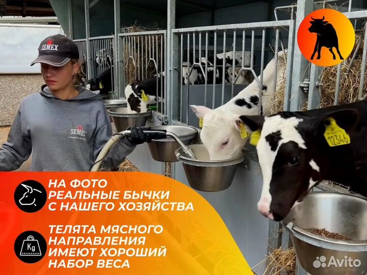 Бычки для окорма
