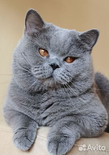 Котик. Жених