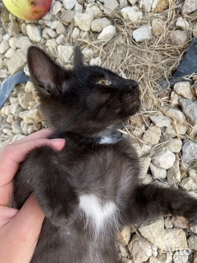 Котята в добрые руки мальчики