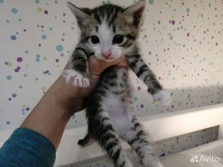 Отдам котят