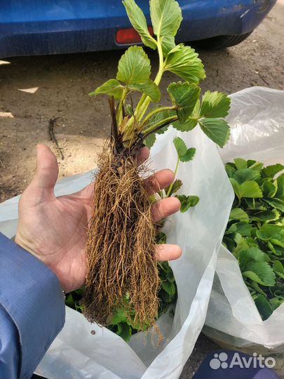 Фермерское хозяйство предлагает саженцы клубники