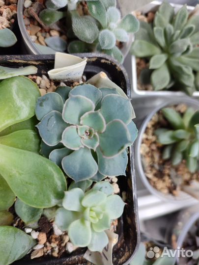 Суккуленты