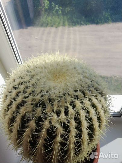 Эхинокактус грузони кактус Огромный D50 h39
