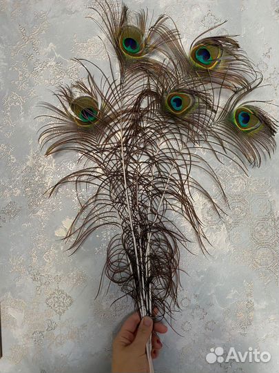 Перья павлина