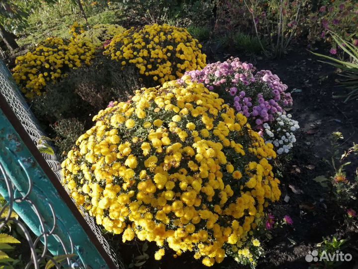 Хризантемы мультифлора /шаровидная