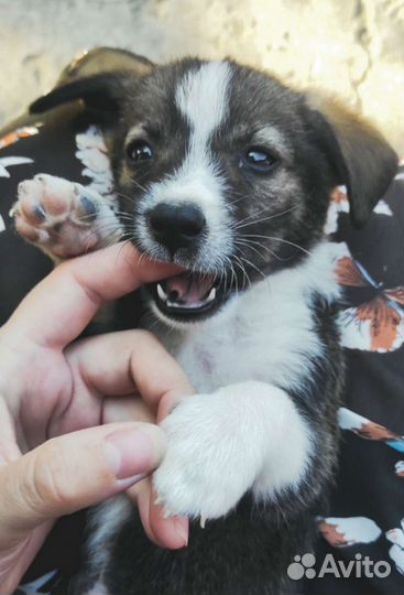 Щенки маленькой породы в добрые руки