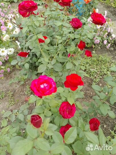 Розы букеты