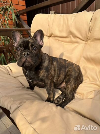 Французский бульдог щенки девочка