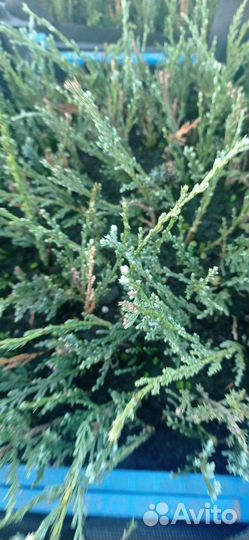 Можжевельник 2х летка