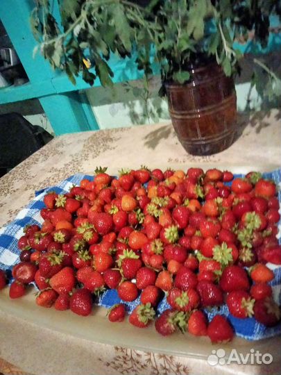 Клубника садовая,ремонтантная рассада