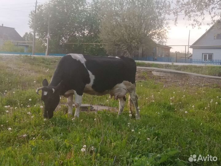 Корова с теленком