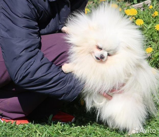 Белый померанский шпиц вязка