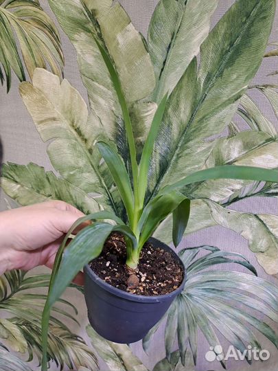 Комнатные неприхотливые растения