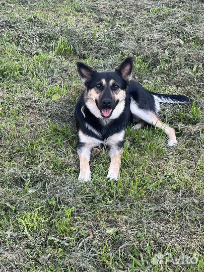 Фанта мини овчарочка