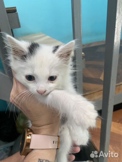 Котик бесплатно