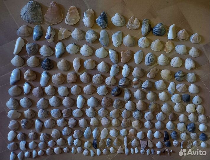 Ракушки и камни для украшения