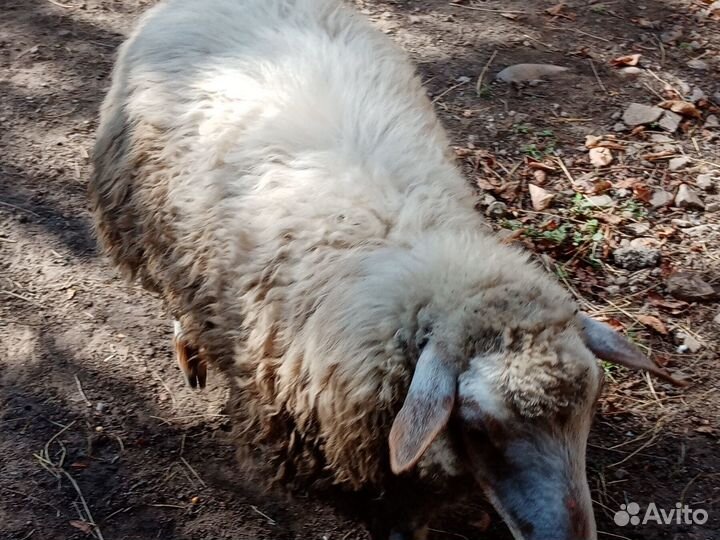 Продаются овцы, бараны