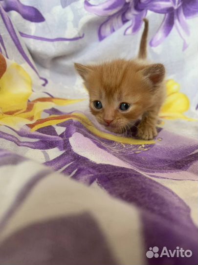 Милые котята